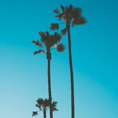 palms